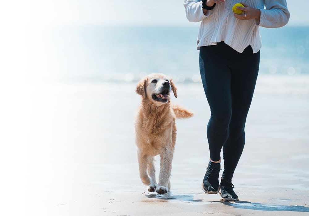 愛犬との日々